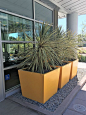 Urban Square Planters in a golden yellow in Emeryville, CA.