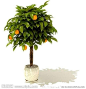 3DMAX室内植物 景观植物 观赏植物 盆栽植物 3D素材  阴生植物 室内花草  绿化 装饰 高清度 素材