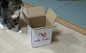 一只来自日本的调皮可爱的猫咪Maru，超级喜欢钻箱子[爱你]