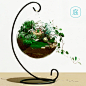庭龙猫春夏苔藓瓶微景观生态瓶创意盆景植物DIY玻璃办公摆件礼物-淘宝网