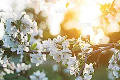 春天苹果树开花的背景与太阳。美丽的自然景观，盛开的苹果树和太阳耀斑。阳光明媚的春天壁纸
