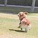 月饼仔