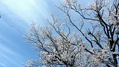 纯洁美丽的杏花桌面壁纸高清桌面壁纸4