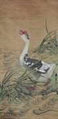 国画家禽百图欣赏 ——《鹅》