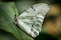 Artsy Butterfly by Chris Zimmermann on 500px