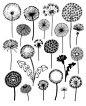 Dandelions, limited edition giclee print