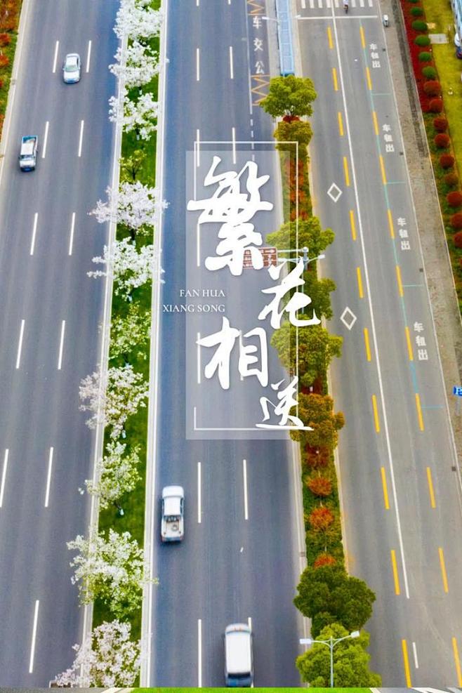 “最美樱花大道” ，美丽北仑等你来！