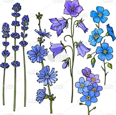 熏衣草,勿忘我,动物手,青绿色,矢车菊,分离着色,白色,自然,绘制,花