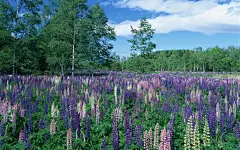 好看的紫色花丛图片桌面高清壁纸桌面壁纸3