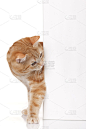 红色的家猫