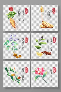 人参天麻元胡金樱子木莲中医药材元素插画