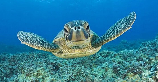 海龟可以用屁股呼吸。#生活常识#