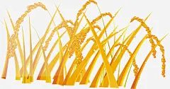 手绘黄色秋季麦穗高清素材 秋季 麦穗 黄色 免抠png 设计图片 免费下载