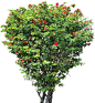 20 Tree Png Images for architecture, landscape, interior renderings @ dzzyn.com #Dzzyn: 