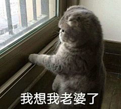 小玉仪采集到动物