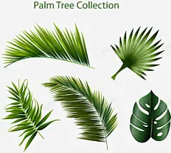 手绘热带植物树叶高清素材 手绘 树叶 热带植物 芭蕉叶 铁树叶 元素 免抠png 设计图片 免费下载 页面网页 平面电商 创意素材