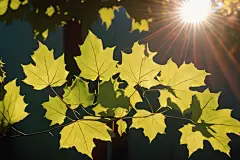 植物绿叶图片摄影图