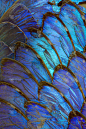 彩色和详细的蓝色大闪蝶翅膀微距照片。