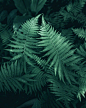 Green ​ ​​​​