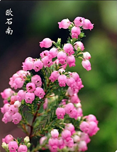 沿途的美景采集到花与花语