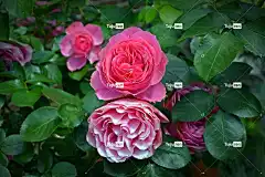 玫瑰 开花 粉红玫瑰 自然 玫瑰花 花卉背景 花壁纸 玫瑰绽放