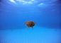 Swimming with a Turtle: After observing this turtle, I swam with him for a few minutes. (© John Peterson/National Geographic Photo Contest)