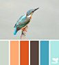 kingfisher hues