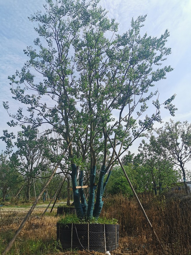丛生乌桕