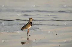 麦鸡亚科,南方麦鸡,西班牙高铁,水平画幅,无人,鸟类,摄影
