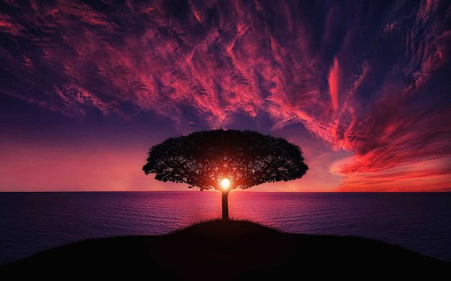Silhouette of Tree N...