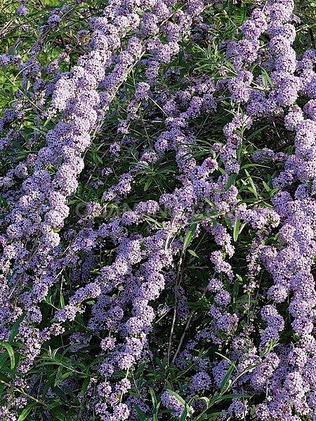 互叶醉鱼草 马钱科醉鱼草属落叶小灌木植物.
