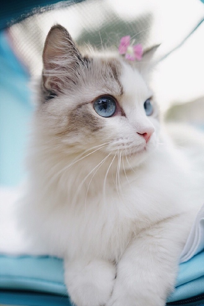 这真的是猫。