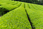 yanis ourabah tea farm japan japanese UJI kyoto matcha green tea green field tourism adventure exploration