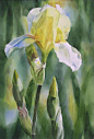 美国水彩艺术家‖ Sharon Freeman 的花卉水彩。