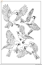 线描百鸟图1 - shunlin01 - 美术资料与连环画