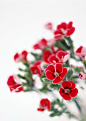 花朵特写红色花瓣白色花边富尔特素材辞典素材中国