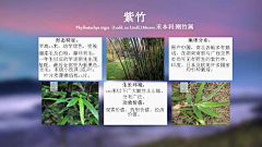 水歌歌采集到植物习性