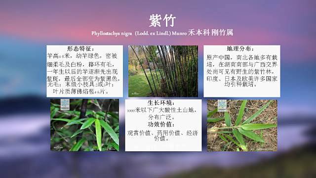 100种 · 常用园林植物，图文并茂 :...