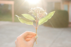 Pollux采集到植物系