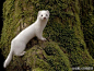 这货叫伶鼬（Least Weasel ），是世界上最小的肉食哺乳动物，也是标准吃货，它要24小时不停的吃东西才行，随时都会饿，这身材真是太拉仇了