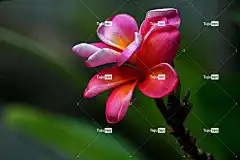 花 姜黄色百合花 花卉背景 花壁纸 植物群 美丽的花朵 自然