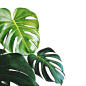 热带绿叶装饰元素绿植