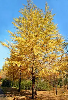 银杏Ginkgo biloba (10)-花瓣网