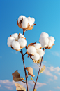 geomyidae_Two_cotton_plants_sky_background_12_noon_Bright_light_8f881fba-68d6-4334-9399-4b56ae0b9dc9