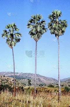 Borassus Flabellifer。秩序:棕榈科。巴尔米拉棕榈。一种高大、生长缓慢、长寿的扇叶