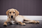 Photogenic Puppy. by Sam Spilsbury on 500px
