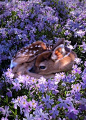 A baby deer layong in a bed of purple flowers :)