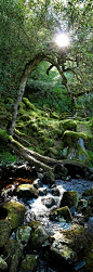 The trees and the babbling brook exchange ancient stories of the forgotten forest. Ireland