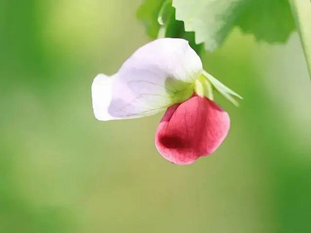 豌豆花