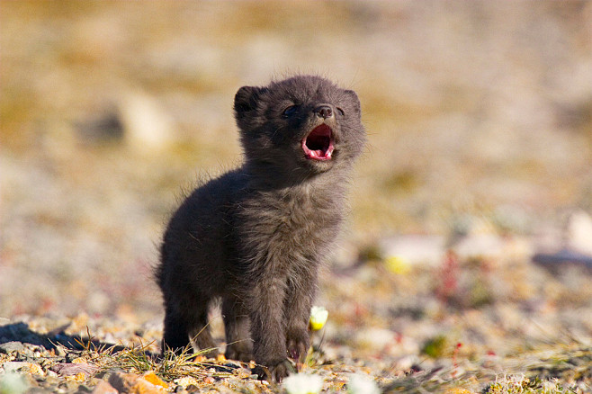 artic fox pup